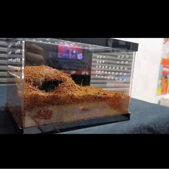 box tarantula akrilik / akrilik box reptil