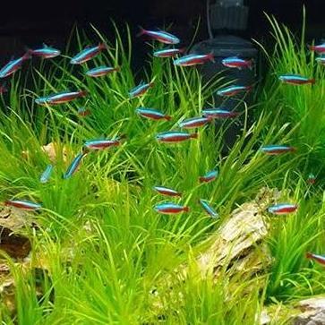 ikan cardinal tetra 100 ekor
