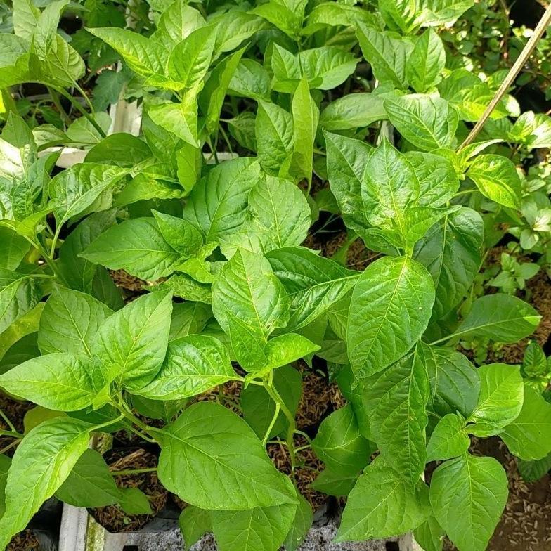 bibit tanaman sayuran cabe rawit pedas setan/2 bibit