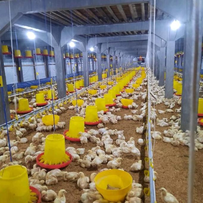 OBAT CEKREK - OBAT FLU AYAM - Obat Ayam Broiler - Vitamin Ayam