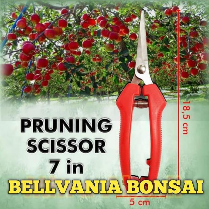 gunting dahan dan ranting bonsai