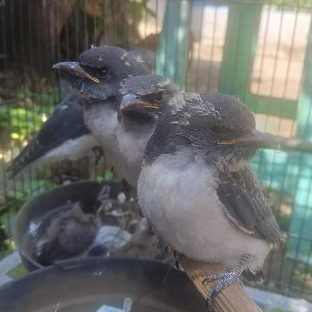anakan burung kekep babi pilihan murah