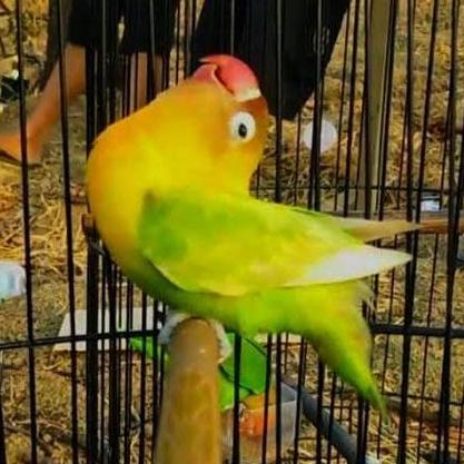 TANGKRINGAN KONSLET LOVEBIRD TANGKRINGAN LOVEBIRD DEWA KONSLET KOTAK murah