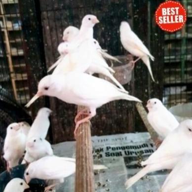Burung kenari loper bahan warna cerah murah