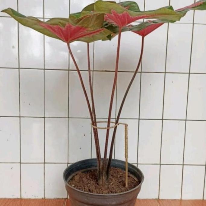 turus penyangga tanaman Keladi