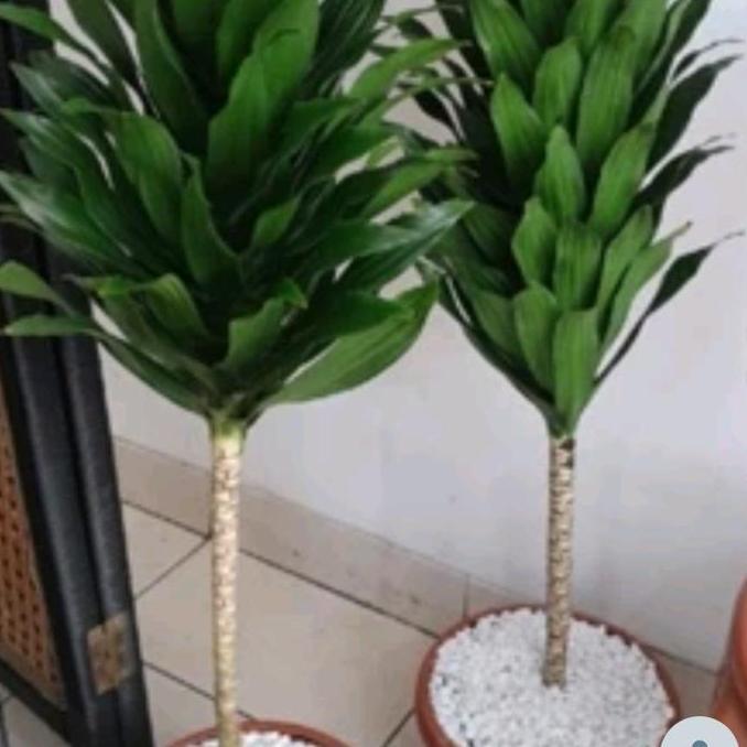 Tanaman Hias Indoor Dracaena Compacta Janet Craig