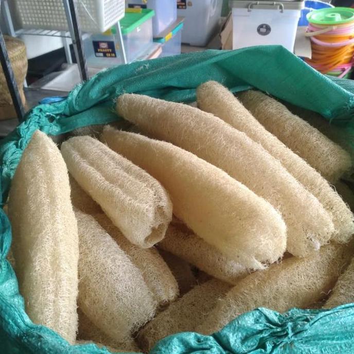 Arau- Sabut Oyong / Sabut Cuci Piring / Sikat Oyong / Gambas Ukuran Besar (Panjang +-30Cm