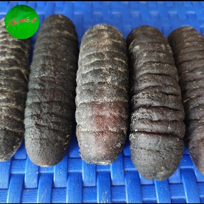 Teripang Gosok / HAI SOM kering