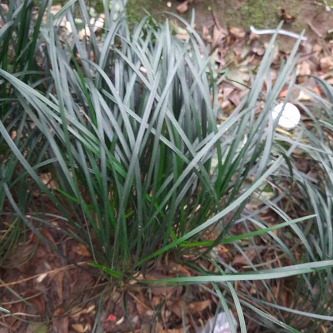 kucai gondrong/kucai tinggi