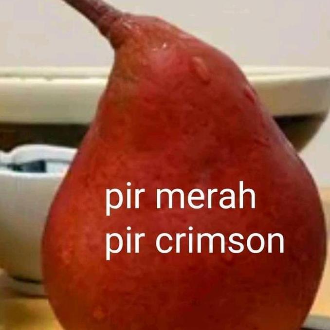 Bibit buah pir merah cangkok produk laris