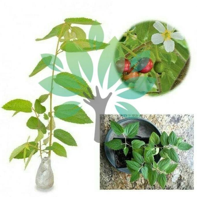 Bibit Tanaman Buah Pohon Cery Kersen-bibit Chery Kersen-Bibit Cerry TAMBULAPOT