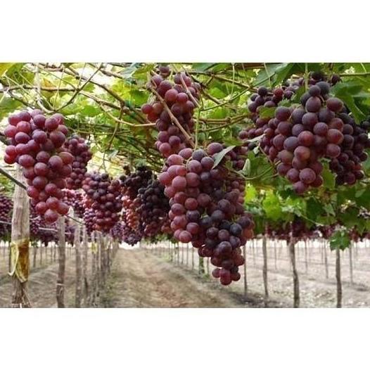 POHON Terlaris Terlaris Bibit Tanaman Buah Anggur Import Ninel cepat TAMBULAPOT