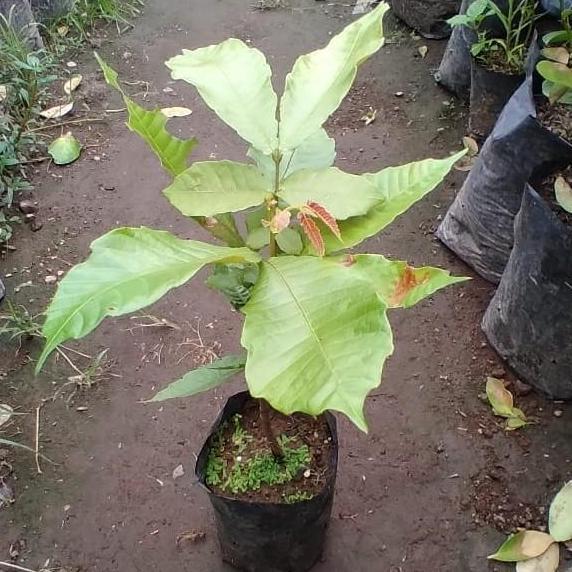 POHON Bibit matoa / Pohon matoa / Buah matoa DDDD TAMBULAPOT