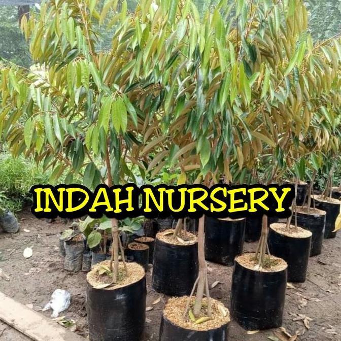 bibit buah pohon durian montong kaki 3tatinggi 1,5 meter super produk laris