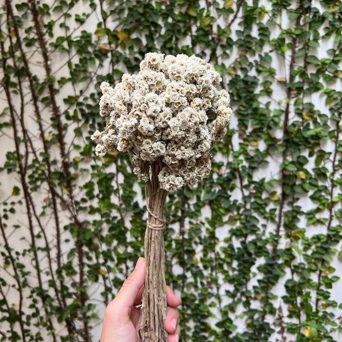 Fiore- Bunga Hias / Bunga Kering / Bunga Bunny / Bunga Gandum