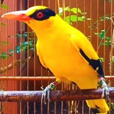 burung kepodang emas  B a l i / kepodang emas besar pilihan