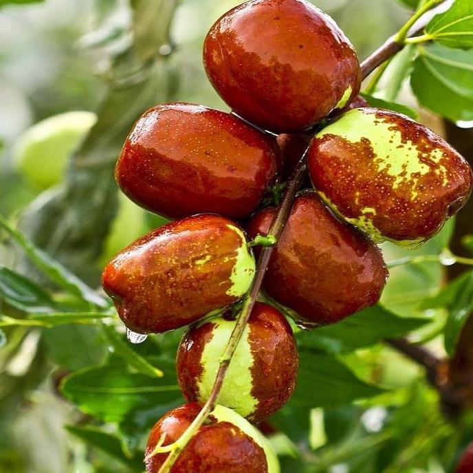 Ready Benih Bibit Biji - Buah Big Snow Jujube Angco Kurma Korea Kurma China Fruit Seeds - IMPORT