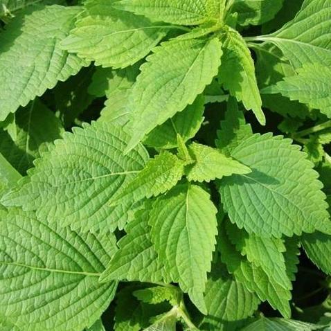 Ready Benih Bibit Biji - Shiso Perilla Green Korean Beef Steak Leaf Perilla Mint Seeds - IMPORT