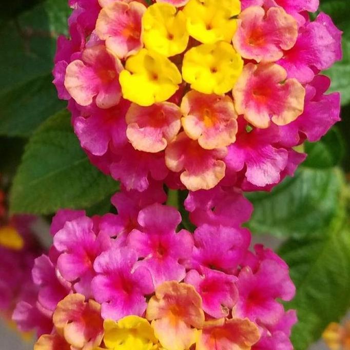 Ready Benih Bibit Biji - Lantana Camara Bunga Tahi Ayam Tembelekan Flower Seeds - IMPORT