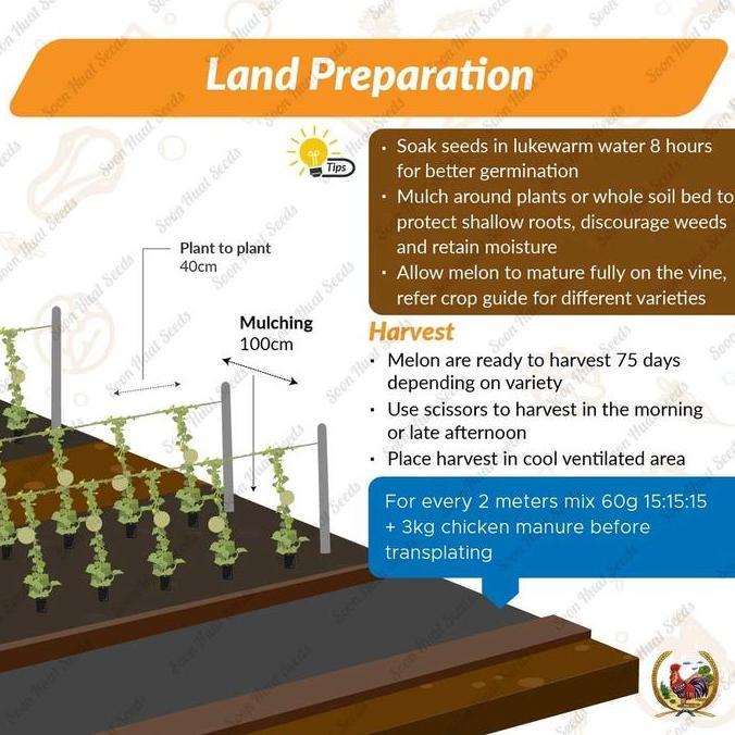 Ready Benih Bibit Biji - Benih Melon M5 Midori F1 Hibrida Snow Leopard Melon Seeds - IMPORT MALAYSIA
