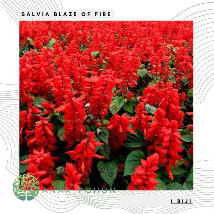Ready Benih Bibit Biji - Salvia Blaze of Fire Red Scarlet Sage (Salvia splendens) Flower Seeds - IMP