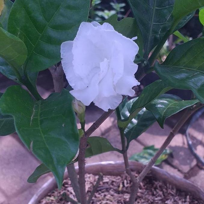 tanaman hias kacapiring polibek karung