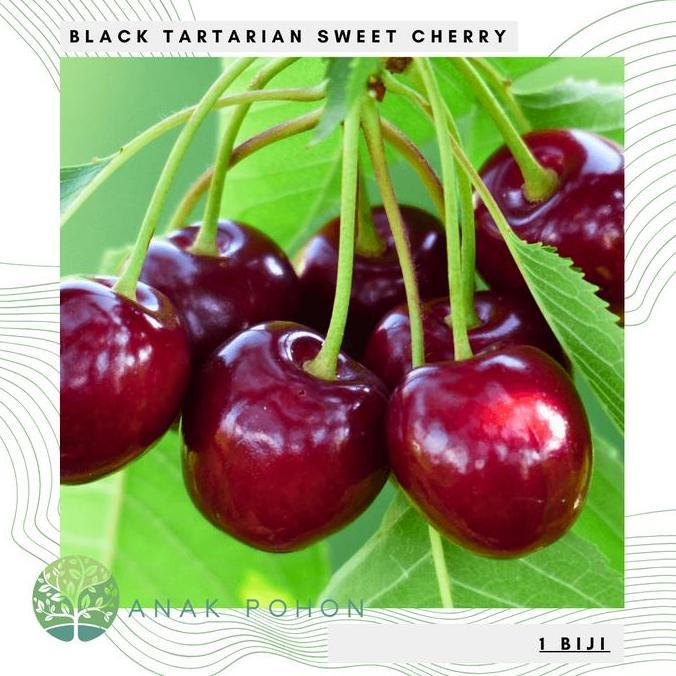 Ready Benih Bibit Biji - Buah Ceri Hitam Manis Black Tartarian Sweet Cherry (Prunus avium) Seeds - I