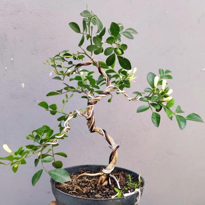 Bonsai Mame Kemuning Sudah berkarakter siap pajang bunga harum cantik