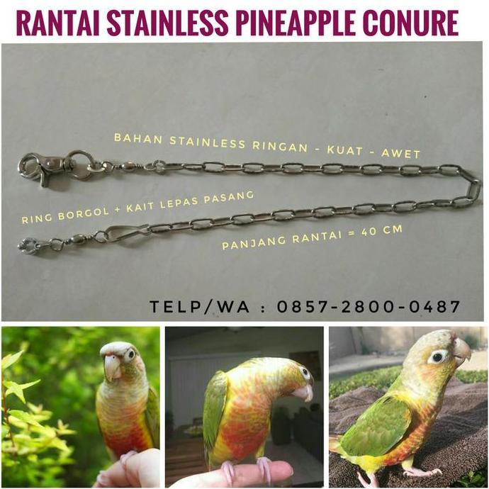 MURAH BERKUALITAS - Rantai Stainless Small Parrot Pineapple Conure