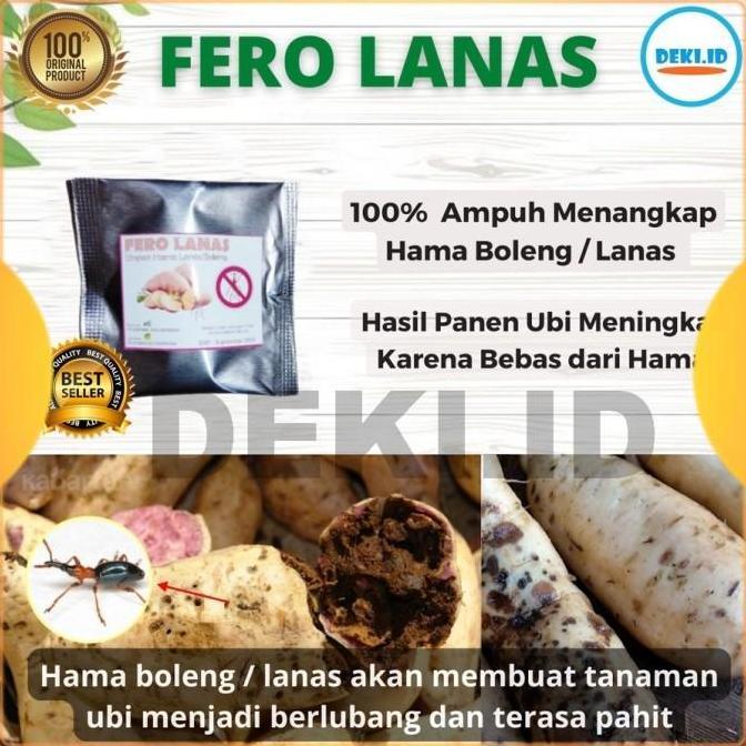 Fero Lanas Feromon Pengendali Hama Boleng Tanaman Ubi Jalar FeroLanas