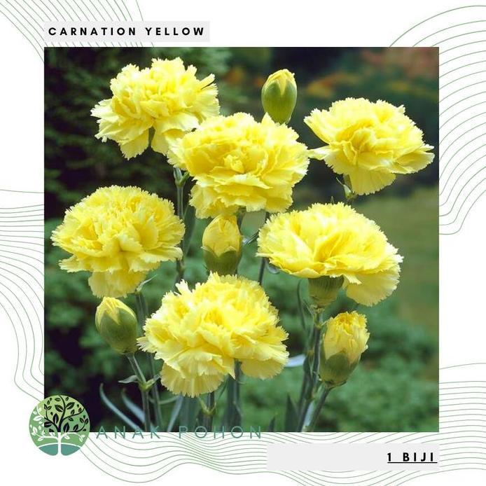 Ready Benih Bibit Biji - Carnation Yellow Bunga Anyelir Kuning Flower Seeds - IMPORT