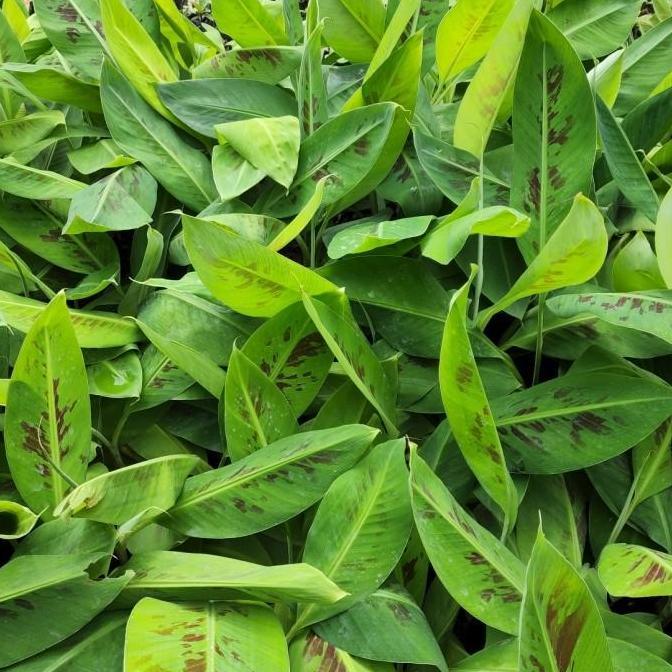 Bibit kultur jaringan Pisang Cavendish CJ40