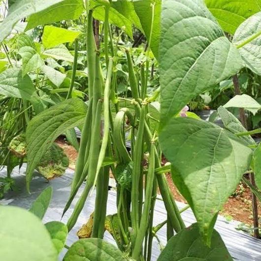 Benih Buncis Tegak Buncis Kenya Buncis Gypsi