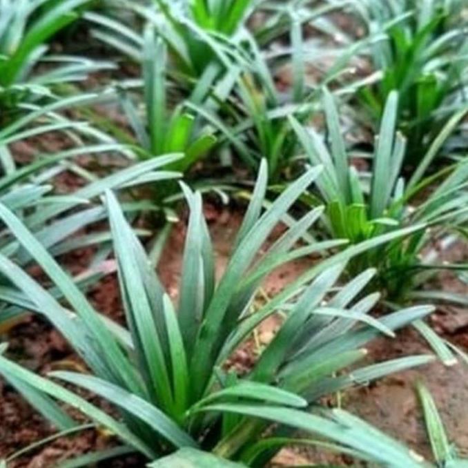 tanaman kucai mini...Mengganti rumput dengan kucai mini,