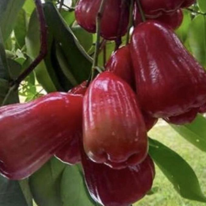 Bibit pohon jambu air citra merah cangkok cepat berbuah/ tabulampot