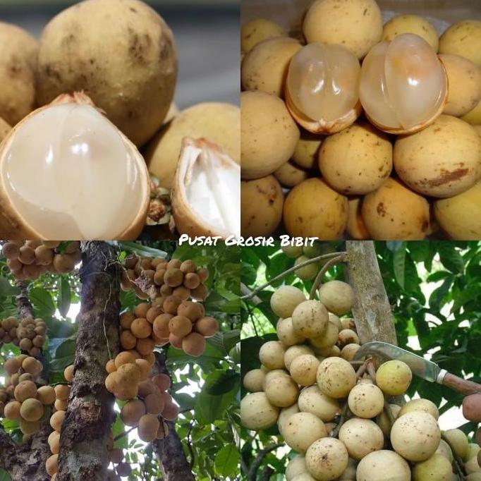 Bibit duku tanpa biji