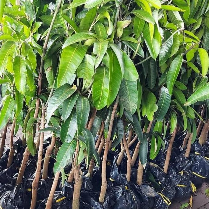 bibit tanaman buah mangga / pohon mangga cangkokan kualitas premium