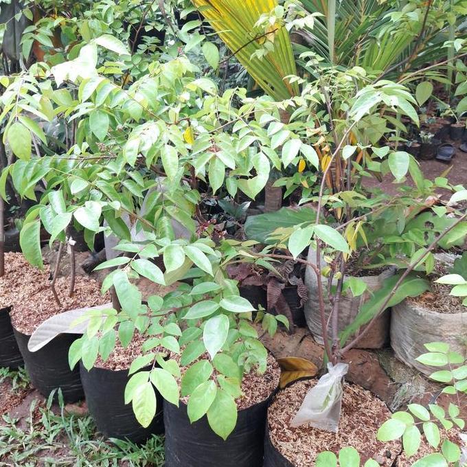 Pohon Buah Blimbing Madu sudah berbuah// Bibit buah blimbing bangkok kualitas premium