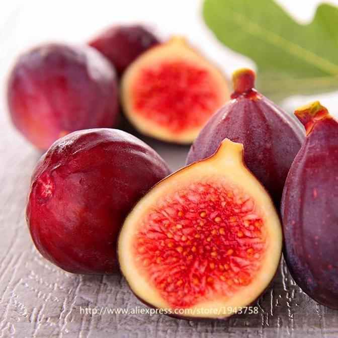 Tanaman Buah TIN RED PALESTINE - Pohon - Bibit kualitas premium