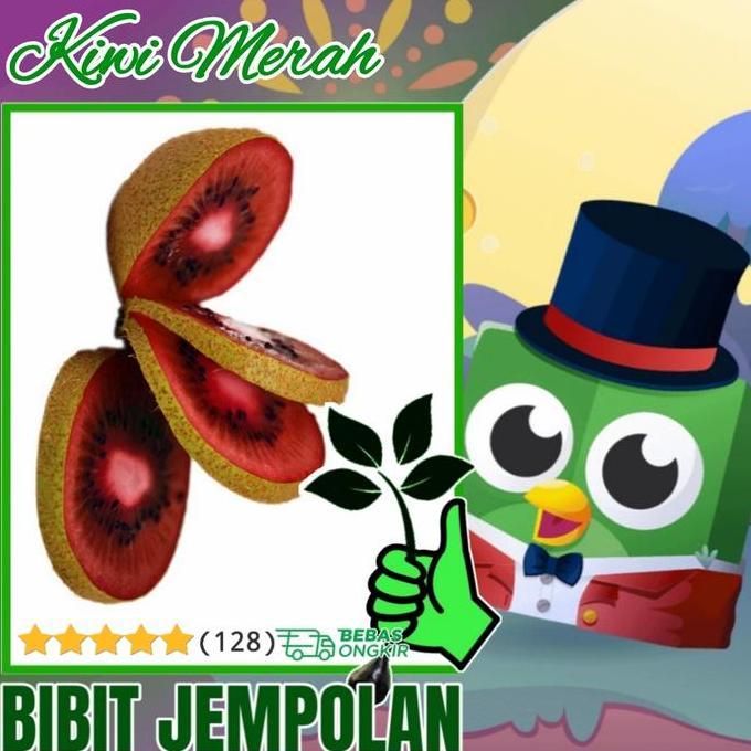 bibit tanaman buah kiwi merah KIWI PALING MANIS kualitas premium