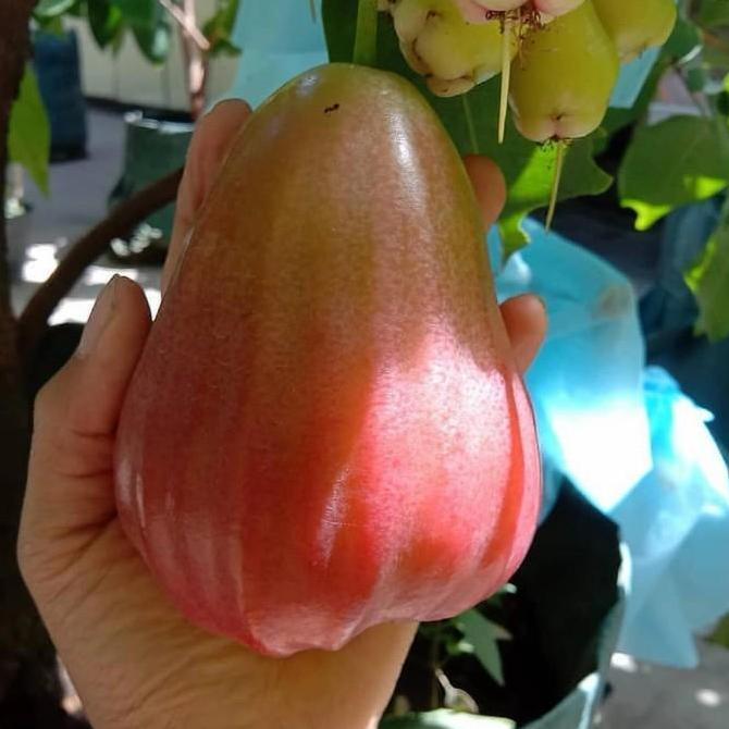 BIBIT TANAMAN BUAH JAMBU AIR BARBIE SUGAR iiiii kualitas premium