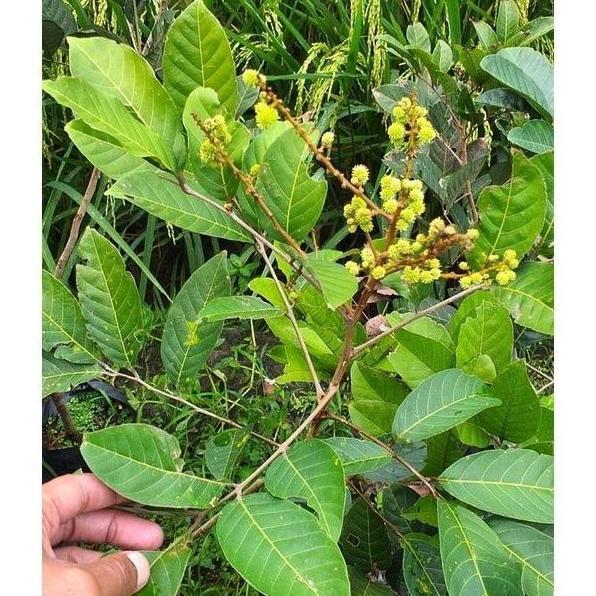 Hasil Cangkok Bibit tanaman buah Rambutan MERAH BINJAI RAMBUTAN ATZ kualitas premium
