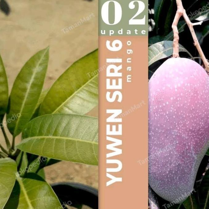bibit mangga yuwen merah seri 6 tinggi 1 meter tanaman buah pohon siap kualitas premium