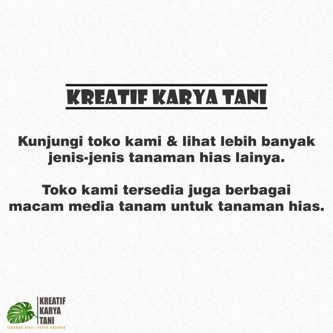 Tanaman hias burlemax varigata - Burlemax variegata - Brekele varigata