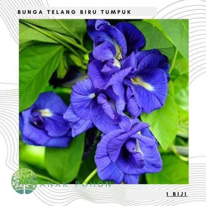 Benih Bibit Biji - Bunga Telang Biru Tumpuk Butterfly Pea Double Layer