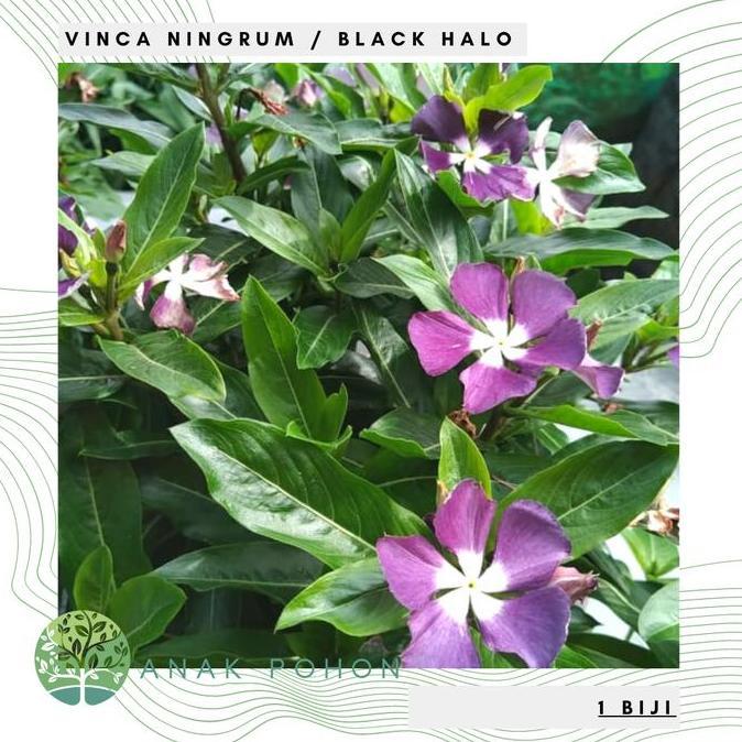 Benih Bibit Biji - Bunga Vinca Sultan Ningrum Black Halo Rare Jenis Langka Flower Seeds - FRESH SEED