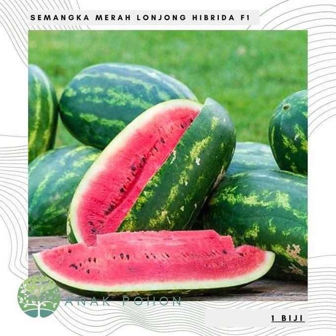 Benih Bibit Biji - Semangka Merah Lonjong New Dragon Hibrida F1