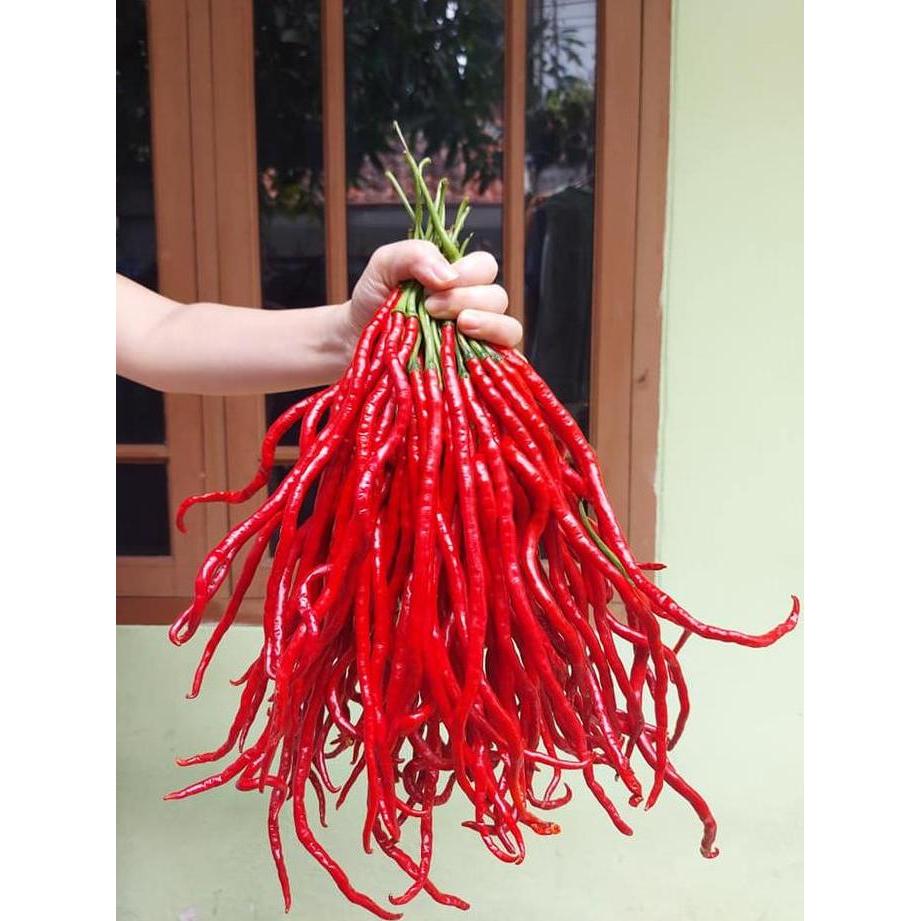 Benih Bibit Biji - Cabai Thunder Mountain Longhorn Pepper Seeds (Cabe Terpanjang di Dunia) Pepper Se