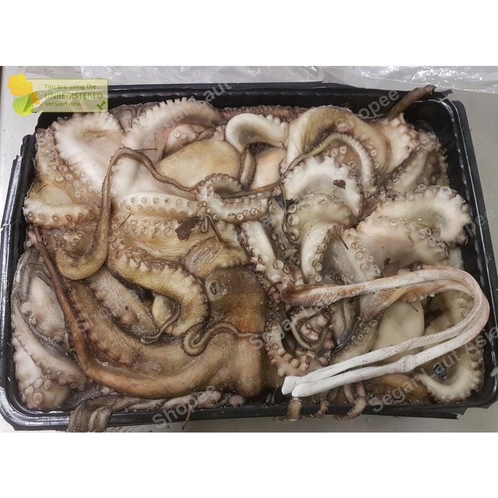 Terlaris Gurita Octopus Gurita Segar Gurita Besar Gurita 1Kg