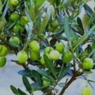 POHON Bibit Tanaman Hias Buah Zaitun| Buah Zaitun|Bibit Buah ATZ Terbaik